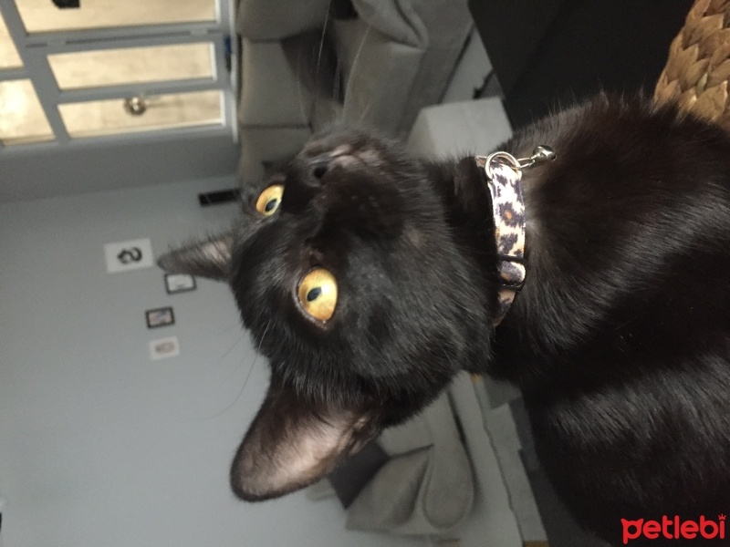 Tekir Kedi, Kedi  Gece fotoğrafı