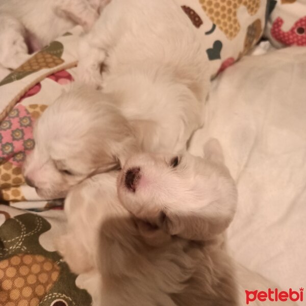 Bedlington Terrier, Köpek  Teriyer fotoğrafı