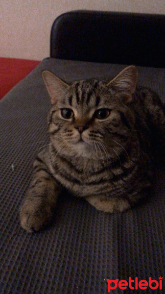 Scottish Fold, Kedi  azman fotoğrafı