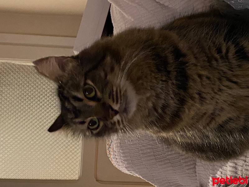 Tekir Kedi, Kedi  Tombik fotoğrafı