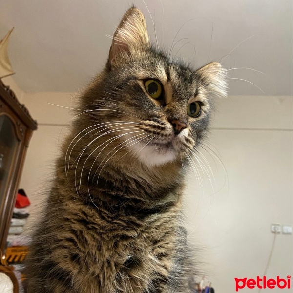 Tekir Kedi, Kedi  Tombik fotoğrafı