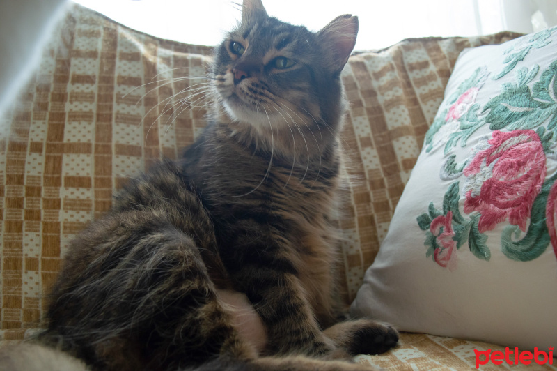 Tekir Kedi, Kedi  Tombik fotoğrafı