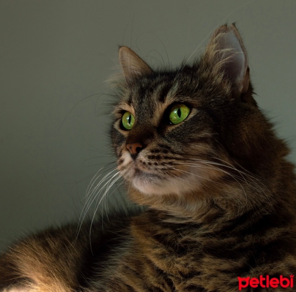 Tekir Kedi, Kedi  Tombik fotoğrafı