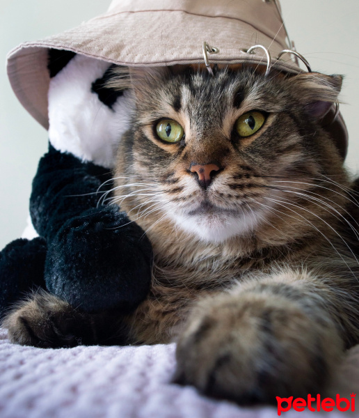 Tekir Kedi, Kedi  Tombik fotoğrafı