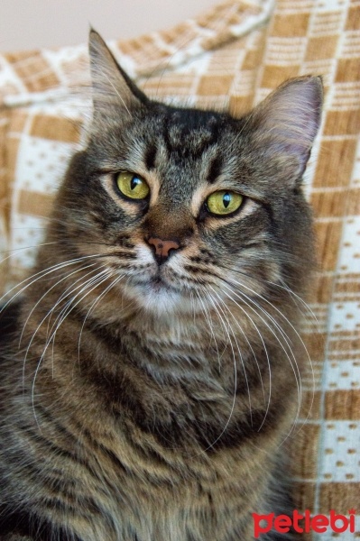 Tekir Kedi, Kedi  Tombik fotoğrafı