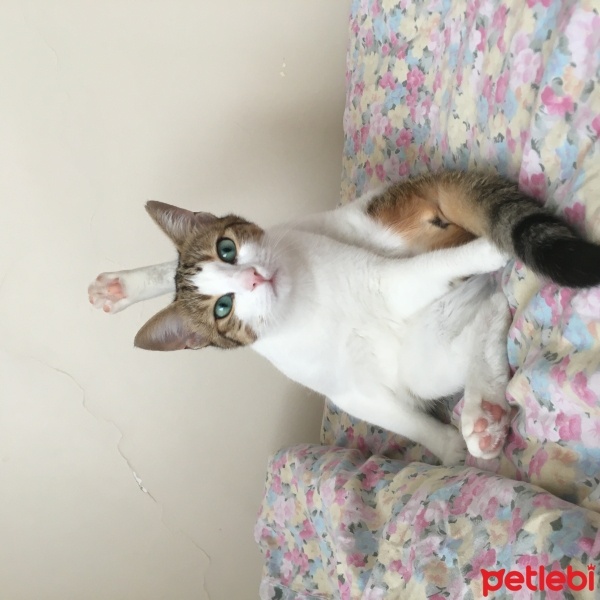 Tekir Kedi, Kedi  Mirket fotoğrafı