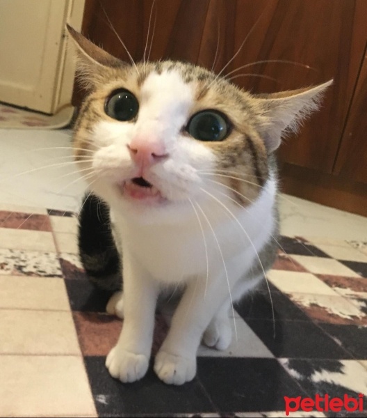 Tekir Kedi, Kedi  Mirket fotoğrafı