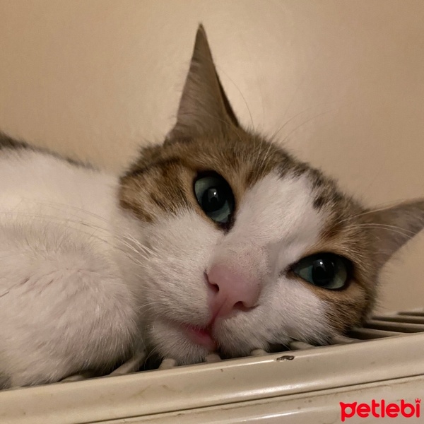 Tekir Kedi, Kedi  Mirket fotoğrafı