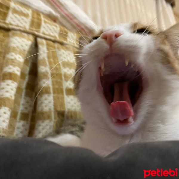 Tekir Kedi, Kedi  Mirket fotoğrafı