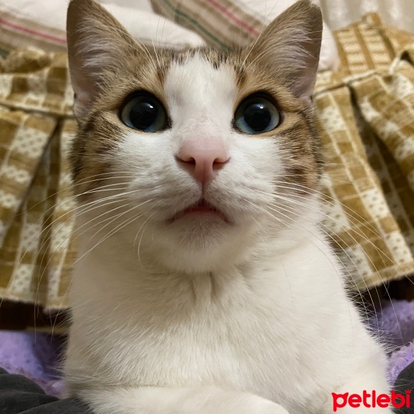 Tekir Kedi, Kedi  Mirket fotoğrafı