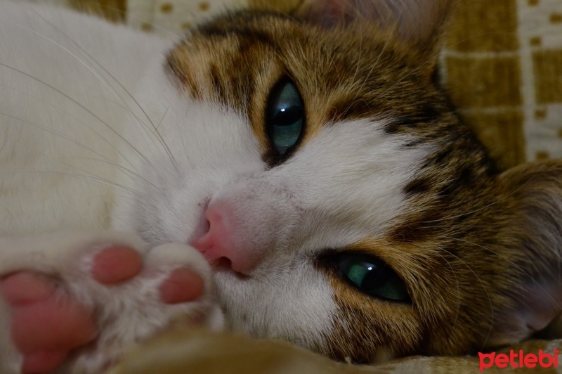 Tekir Kedi, Kedi  Mirket fotoğrafı