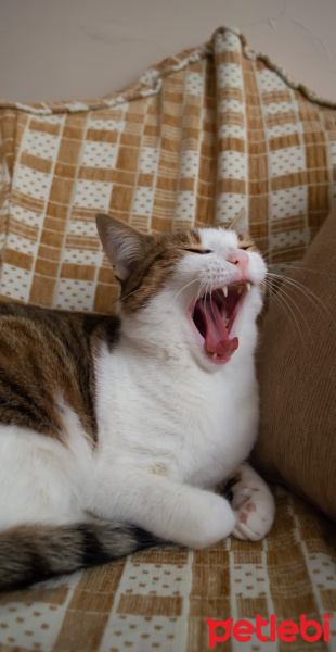 Tekir Kedi, Kedi  Mirket fotoğrafı