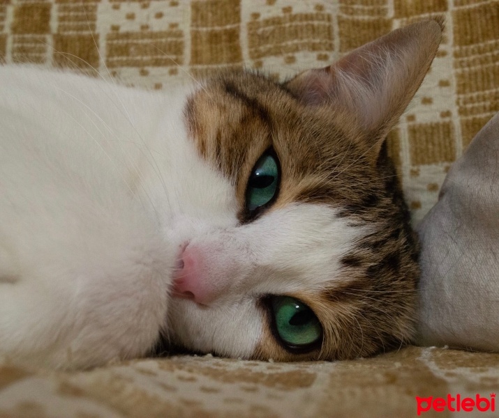 Tekir Kedi, Kedi  Mirket fotoğrafı