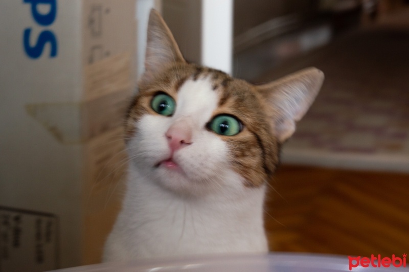 Tekir Kedi, Kedi  Mirket fotoğrafı