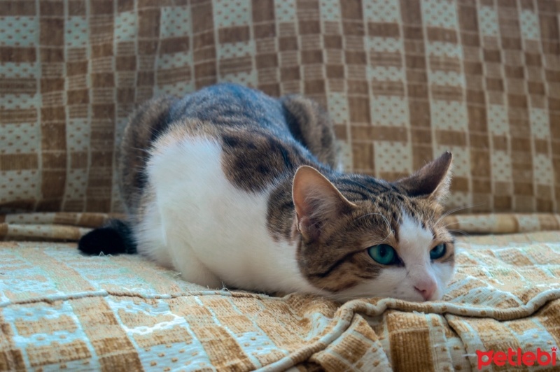 Tekir Kedi, Kedi  Mirket fotoğrafı