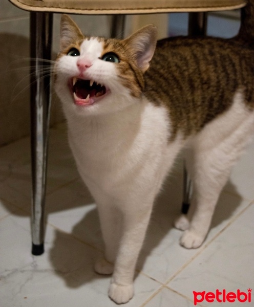 Tekir Kedi, Kedi  Mirket fotoğrafı