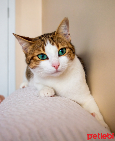 Tekir Kedi, Kedi  Mirket fotoğrafı