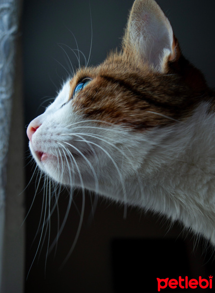 Tekir Kedi, Kedi  Mirket fotoğrafı