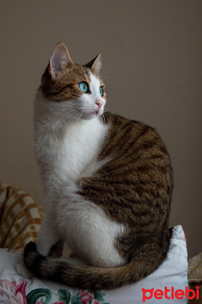 Tekir Kedi, Kedi  Mirket fotoğrafı
