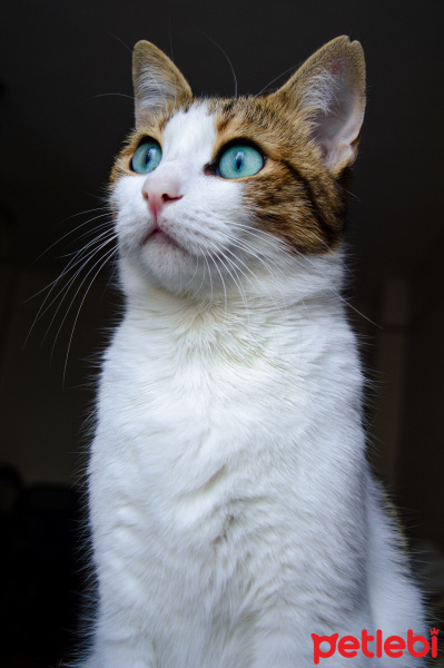 Tekir Kedi, Kedi  Mirket fotoğrafı