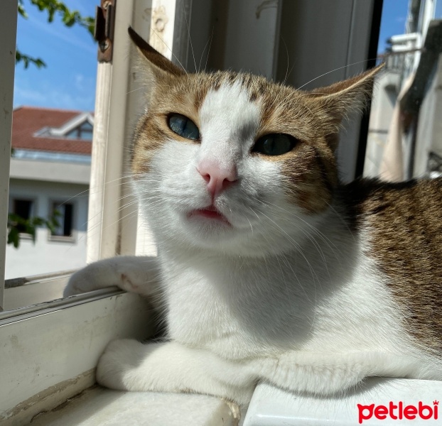 Tekir Kedi, Kedi  Mirket fotoğrafı