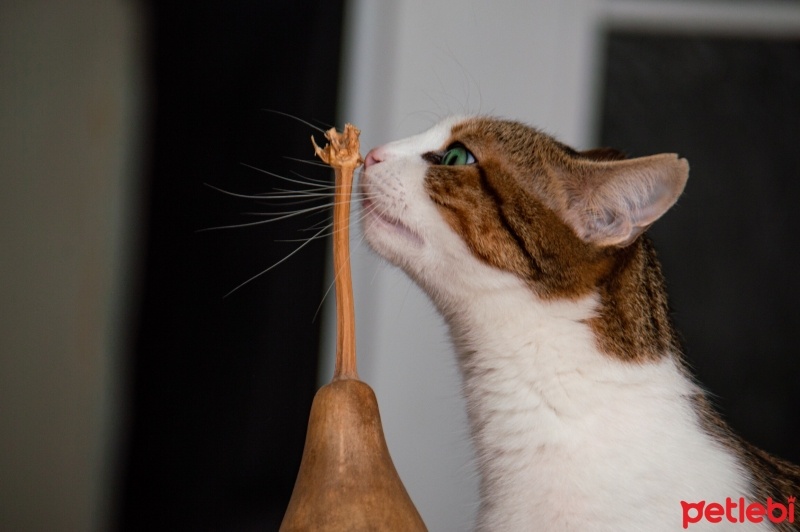 Tekir Kedi, Kedi  Mirket fotoğrafı