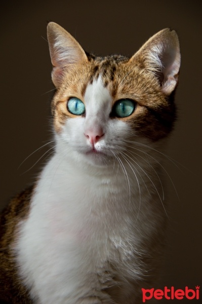 Tekir Kedi, Kedi  Mirket fotoğrafı