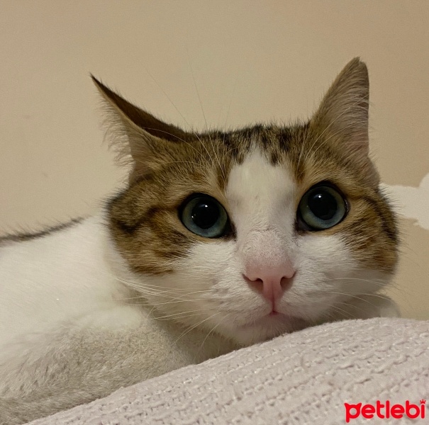 Tekir Kedi, Kedi  Mirket fotoğrafı