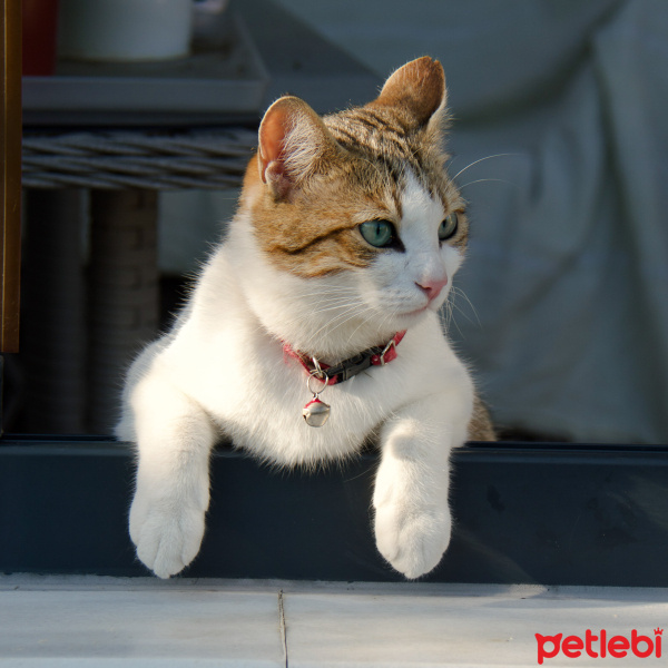 Tekir Kedi, Kedi  Mirket fotoğrafı