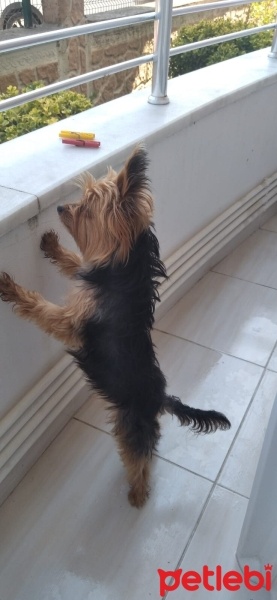 Yorkshire Terrier, Köpek  Paris fotoğrafı