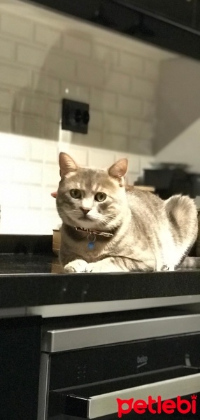 Tekir Kedi, Kedi  Herkül fotoğrafı