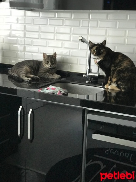 Tekir Kedi, Kedi  Herkül fotoğrafı