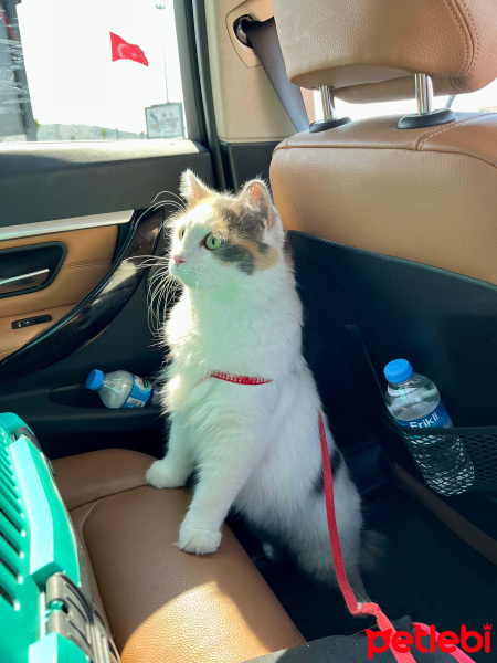 Tekir Kedi, Kedi  Bihter fotoğrafı