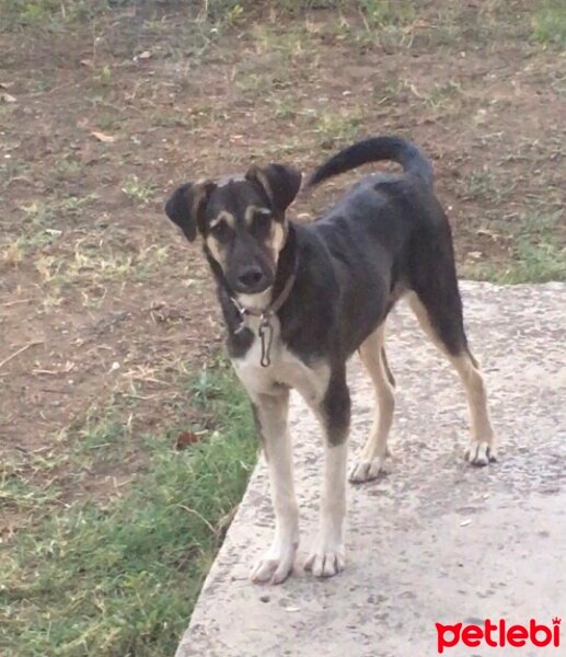 Sokö (Sokak Köpeği), Köpek  Pali fotoğrafı