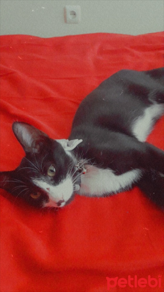 Tuxedo (Smokin) Kedi, Kedi  Gece fotoğrafı