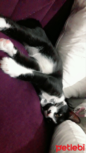 Tuxedo (Smokin) Kedi, Kedi  Gece fotoğrafı