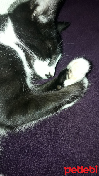 Tuxedo (Smokin) Kedi, Kedi  Gece fotoğrafı