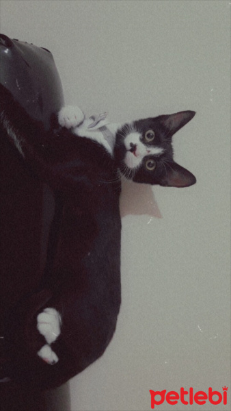 Tuxedo (Smokin) Kedi, Kedi  Gece fotoğrafı