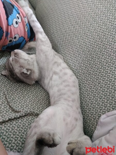 Scottish Fold, Kedi  Mars Demir fotoğrafı