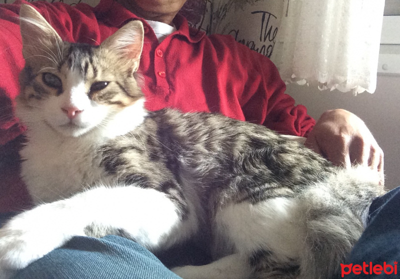 Tekir Kedi, Kedi  Leon  fotoğrafı