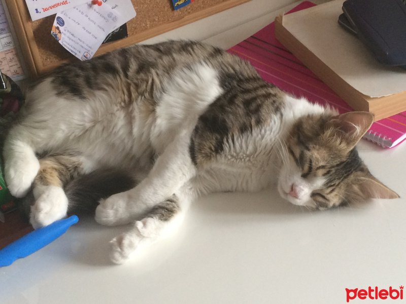 Tekir Kedi, Kedi  Leon  fotoğrafı