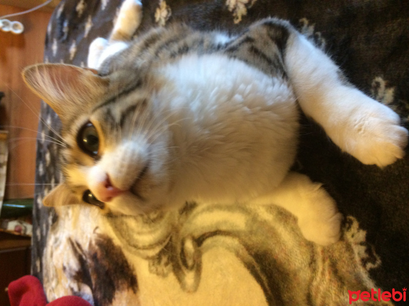 Tekir Kedi, Kedi  Leon  fotoğrafı