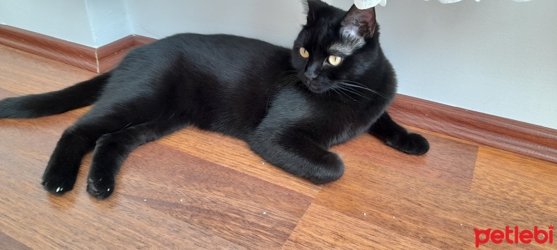 Tekir Kedi, Kedi  Psis fotoğrafı