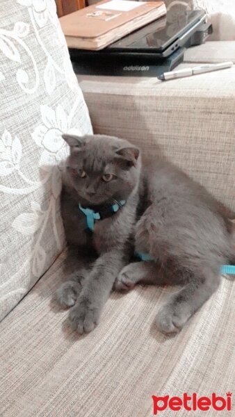 Scottish Fold, Kedi  Duman fotoğrafı