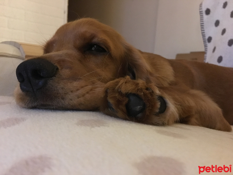 İngiliz Cocker Spaniel, Köpek  Ginger fotoğrafı
