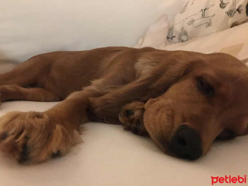 İngiliz Cocker Spaniel, Köpek  Ginger fotoğrafı