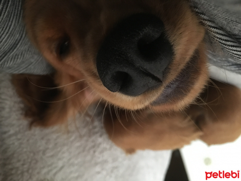 İngiliz Cocker Spaniel, Köpek  Ginger fotoğrafı