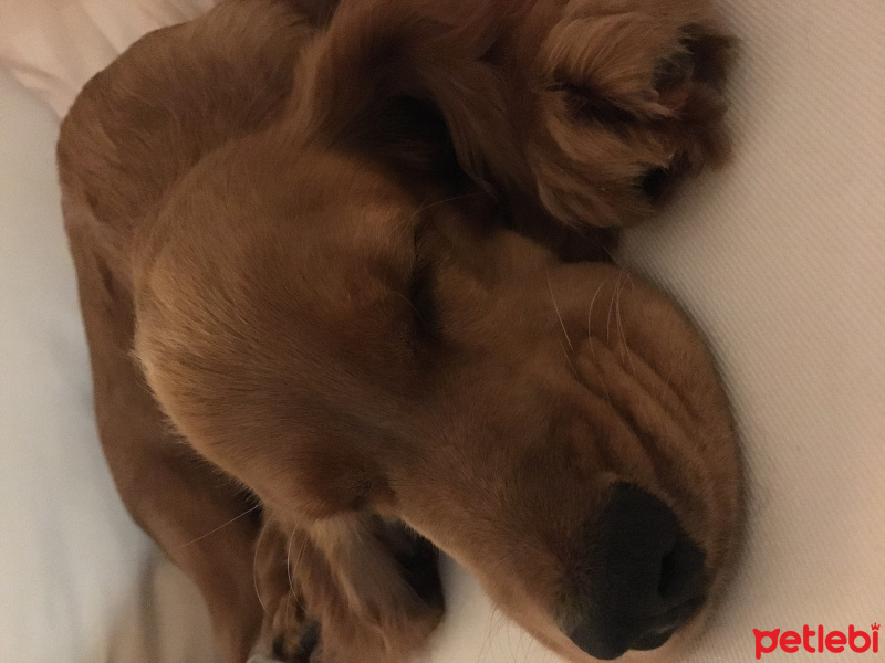 İngiliz Cocker Spaniel, Köpek  Ginger fotoğrafı