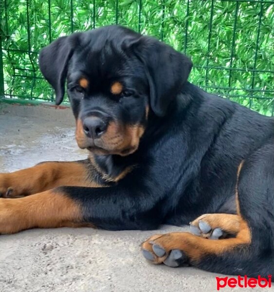 Rottweiler, Köpek  Jack  Timit Tor fotoğrafı