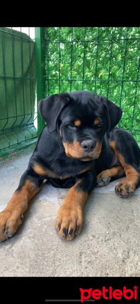 Rottweiler, Köpek  Jack  Timit Tor fotoğrafı